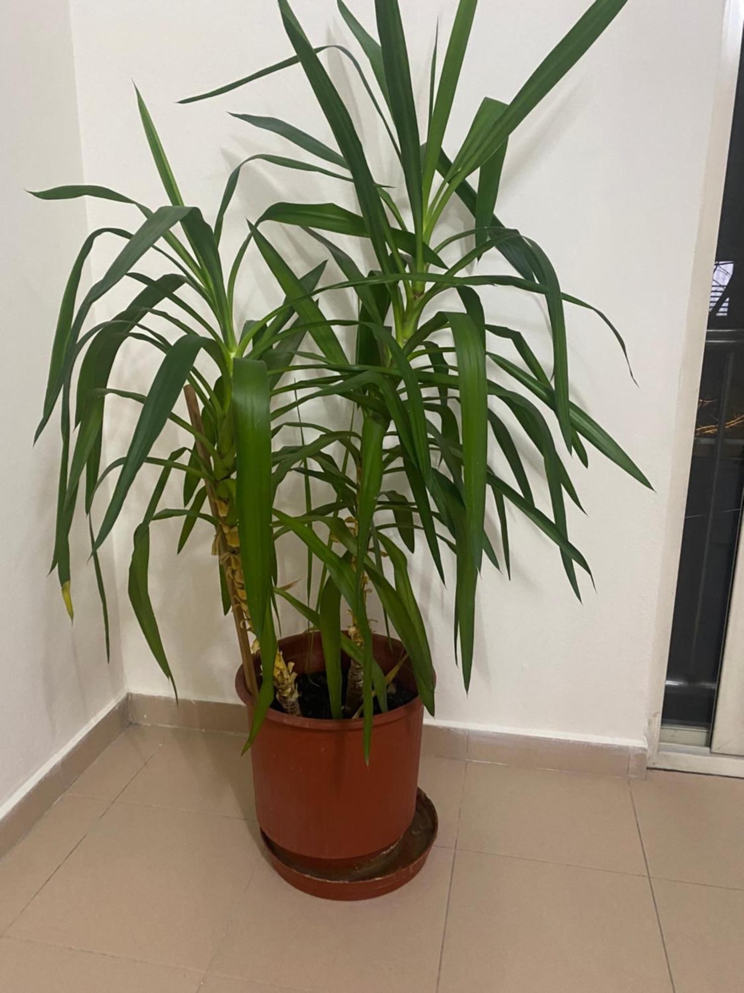 Chlo Apartment 4 Tirane 외부 사진
